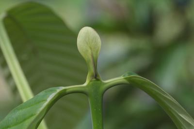 Young plant in a forest regeneration nursery in Sabah (Malaysia) © A. Rival, CIRAD
