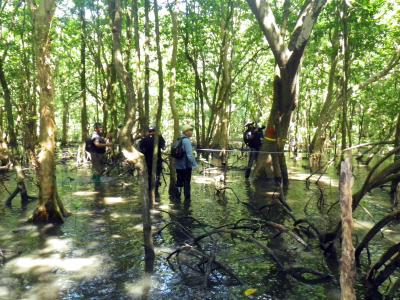 The algorithm developed by CIRAD and IRD during the RESCuE project can be used to assess small- and large-scale mangrove rehabilitation projects © Valéry Gond, CIRAD