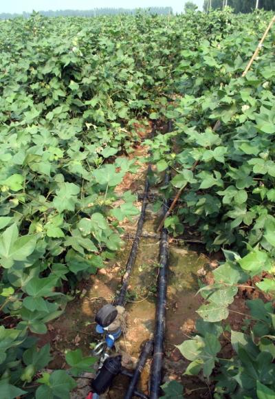 Dispositif d’irrigation au goutte-en-goutte des cotonniers, Chine. (© P. Silvie/Cirad)