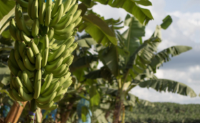 Au c&oelig;ur des bananeraies tropicales&nbsp;&copy; B2A, Cirad