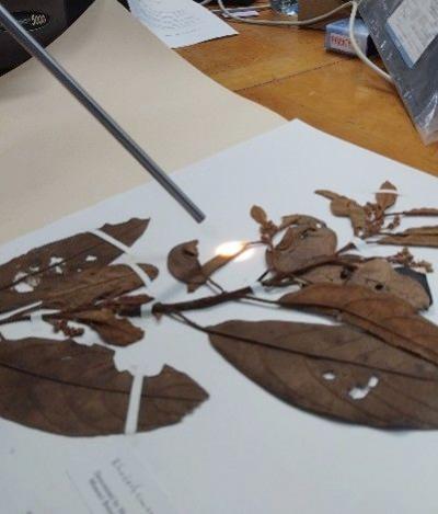 Prise de spectres sur feuilles &agrave; l&rsquo;herbier de Cayenne &copy; Max Hildebrandt, CIRAD