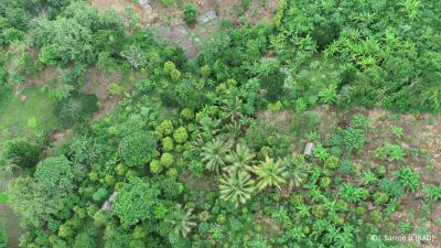 SAF dans la c&ocirc;te Est &copy; CIRAD