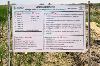 Experimental rice farm in Ndiaye and Fanaye