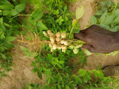 Plant d'arachide