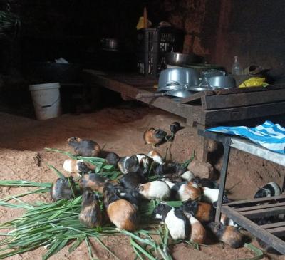 Cheptel de cobayes &eacute;lev&eacute;s dans la cuisine d&rsquo;un foyer dans la r&eacute;gion de Bafoussam.&nbsp;&copy; F. Jori