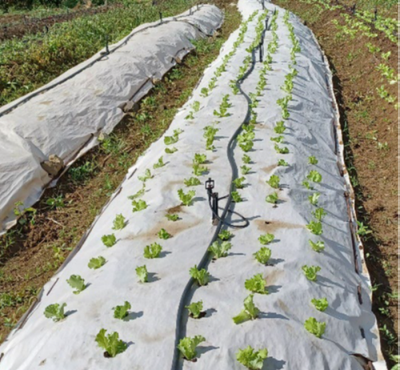 Exp&eacute;rimentation de paillage papier. &copy; DR, CIRAD
