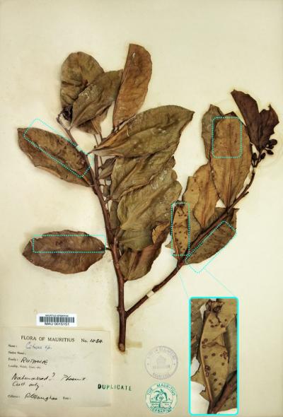 Planche contenant un échantillon de cédrat malade, datant de 1937 conservé à l’Herbier de Maurice © A. Rieux, Cirad