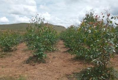 Parcelle graini&egrave;re d'Eucalyptus robusta &agrave; Ankazobe ag&eacute;e de 1an&nbsp;&copy; Cirad