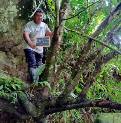 Un membre de l&rsquo;exp&eacute;dition, cacaoculteur et patrouilleur, dans la zone de protection foresti&egrave;re Dos velos de novia. Il pose avec l&rsquo;ardoise d&rsquo;identification pour garder une trace visuelle de l&rsquo;arbre &copy; CIRAD, X. Argout