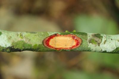Flash de Agelaea pentagyna (Connaraceae). &copy; B. Kacamak