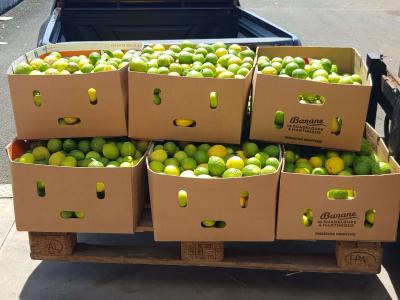 Cartons d’agrumes récoltés le 1er avril 2020 à la station de Roujol