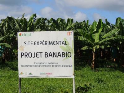 Dispositif BANABIO sur le site de Rivière Lézarde. © J.Réminy, Cirad.JPG