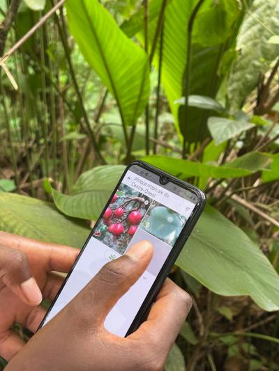 Identification d'une esp&egrave;ce v&eacute;g&eacute;tale. &copy; P. Bonnet