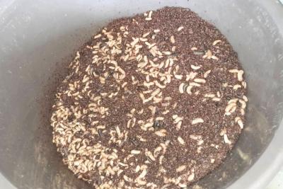 Bioconversion de la matière organique par les larves de mouches soldats noires. © S. Koutchou, Cirad