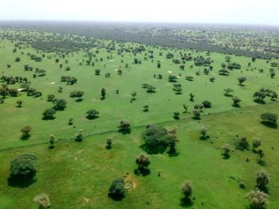 Une parcelle de parcours de b&eacute;tail et plantation d&rsquo;acacias au Sahel (vue de drone) &copy; S. Taugourdeau, Cirad