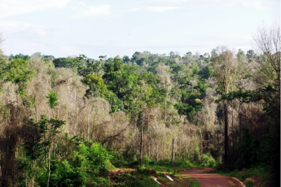 Photo 2. Après le passage du feu, la forêt est toujours debout, mais fortement dégradée : ici cette photo illustre la grande quantité d’arbres morts dans la forêt primaire de la Maritaca, après l’incendie de 2015, à Paragominas. Ainsi se forment des « déserts forestiers » : des zones qui possèdent encore la structure d’une forêt, mais ont perdu une grande partie de leur capacité à fournir des services écosystémiques, que ce soit par rapport à la biodiversité, aux stocks de carbone, à la régulation du cycle de l’eau ou à la protection des sols.