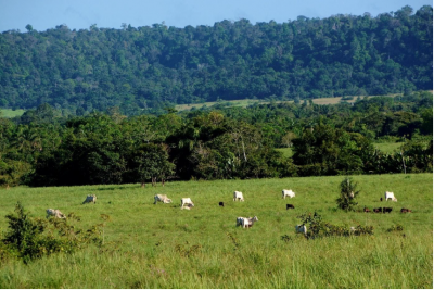 Photo 6. L’élevage et la forêt peuvent cohabiter dans un même paysage, si chacun est localisé dans les zones où il fait sens, et si l’usage du feu est banni. Les zones plates et bien drainées sont favorables aux prairies, et les autres peuvent être occupées par des forêts, même si le code forestier brésilien ne le stipule pas (il ne tient pas compte des aptitudes du sol).