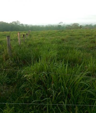 Photo 8. Toujours dans la communauté de Nova Jerusalém, l’éleveur applique la rotation des pâturages depuis un an (avec des clôtures conventionnelles), a déjà restauré la fertilité du sol et a obtenu une excellente production fourragère sur sa propriété