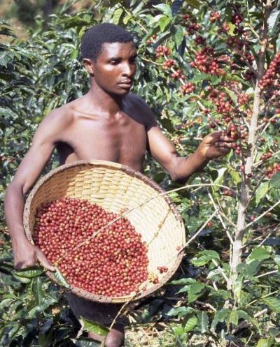 Récolte des cerises mûres de caféier, Coffea arabica, au Burundi. © D. Snoeck, Cirad