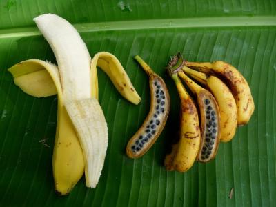 La diversit&eacute; de la banane -hybride cultiv&eacute; du groupe Cavendish (sans graine) et banane sauvage (fruit avec graines). &copy; Ang&eacute;lique D'Hont, CIRAD