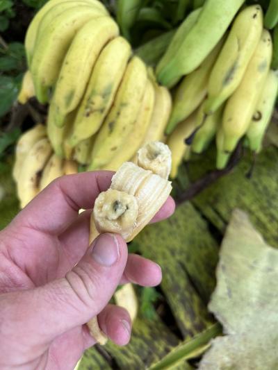 Objectiver la qualit&eacute; post-r&eacute;colte. &copy; S&eacute;bastien Ravel, CIRAD