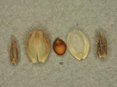 photo de Eragrostis&nbsp;turgida