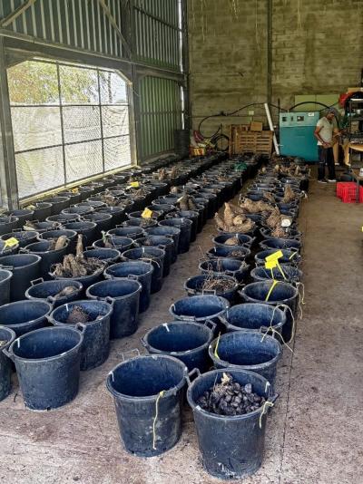 R&eacute;colte d&rsquo;ignames &agrave; Roujol Guadeloupe &ndash; Campagne 2025-2026. &copy; Jacques Beauch&ecirc;ne