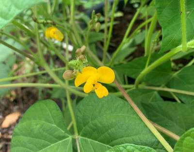 photo de Vigna radiata