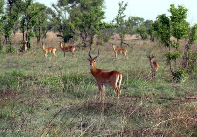 Wooded savanna and antelopes, Pendjari National Park, Benin.(© P. Marnotte/CIRAD)