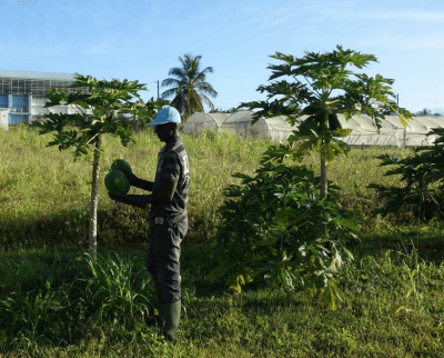 Un employé de la SICAPAG en train de récolter des papayes, issues d’une nouvelle variété créée par le Cirad