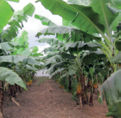 Couverture v&eacute;g&eacute;tale dans une bananeraie &copy; B2A, Cirad