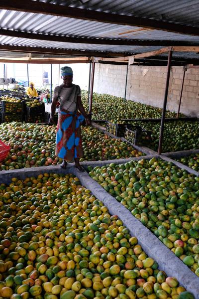 Processing of organic fruits and vegetables, particularly mangoes &copy; biostar, Arnaud Chapuis