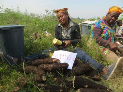 Épluchage des racines de manioc en champs © G. Wakem