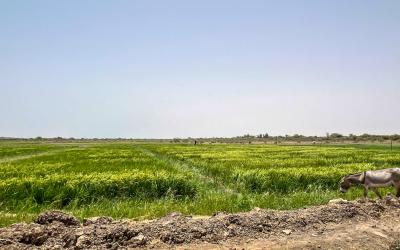 Senegal experimental rice fields