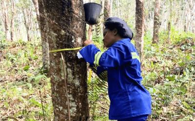 Prise de paramètres morpho-métriques des pieds d’hévéas. © D. Bell