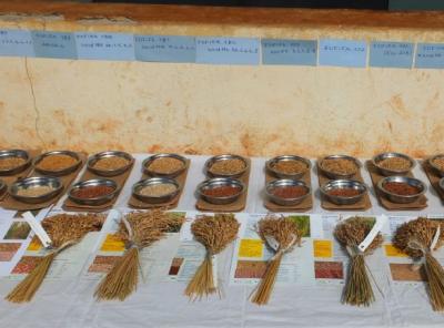 Exhibit of rainfed rice varieties during a FOFIFA-CCIRAD breeding programme open day © H. Raveloson, dP SPAD
