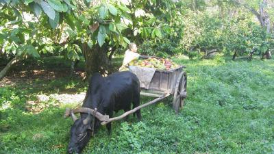 Recolte cacao à Sambava