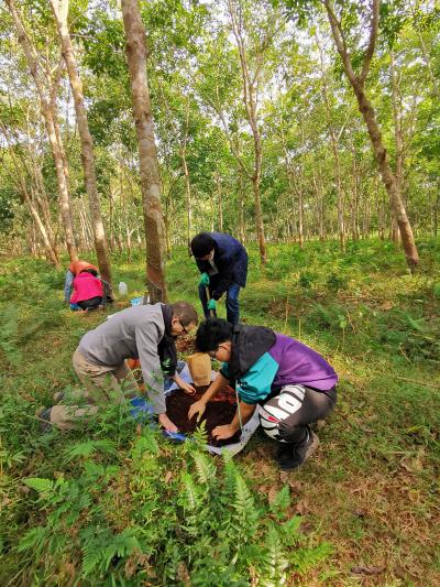 Soil health study in rubber plantings in Hainan, China © D. Lesueur, CIRAD