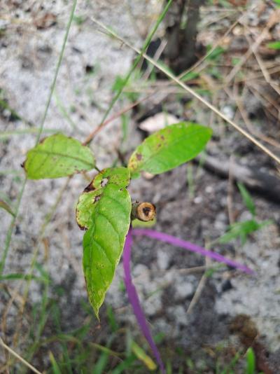 Sympt&ocirc;mes de l'infection par Rhizoctonia theobromae sur Theobroma cacao L. issus d'un essai de pathog&eacute;nicit&eacute; crois&eacute;e manioc-cacao en Guyane fran&ccedil;aise (Maazou et al. 2026). &copy; Abdoul-Raouf Sayadi Maazou, CIRAD