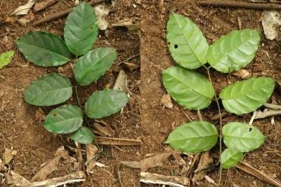 Face sup&eacute;rieure et inf&eacute;rieure de Canthium sp (Rubiaceae). &copy; B. Kacamak