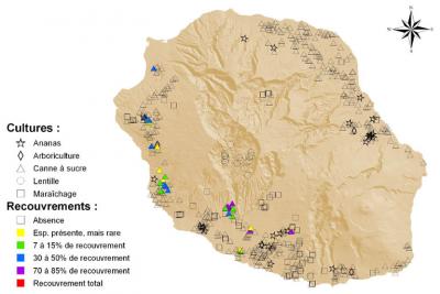 Recouvrement d'Anredera cordifolia (Ten.) Steenis à la Réunion © Wiktrop