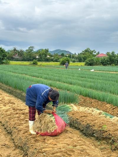 Un agriculteur noue un sac d'oignons fraîchement récoltés dans un champ à Huong An, où les participants à l'ICBPSA25 ont découvert les défis et les opportunités liés à l'adoption de pratiques de bioprotection.