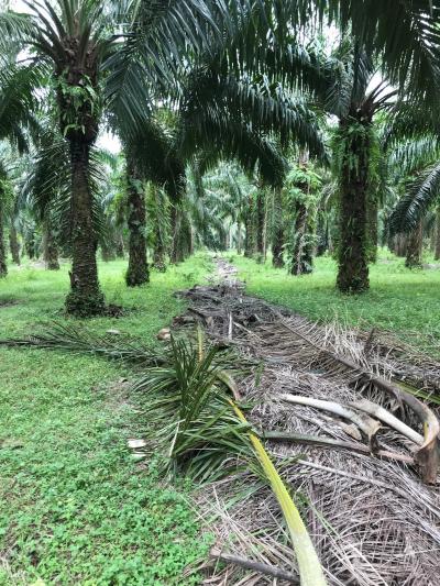 Un autre type de r&eacute;sidus agricoles: desfrondes de palmes dispos&eacute;es en ligne entre les rang&eacute;es d&rsquo;une plantation de palmiers &agrave; huile de Sumatra (Indon&eacute;sie). &copy; JM Roda