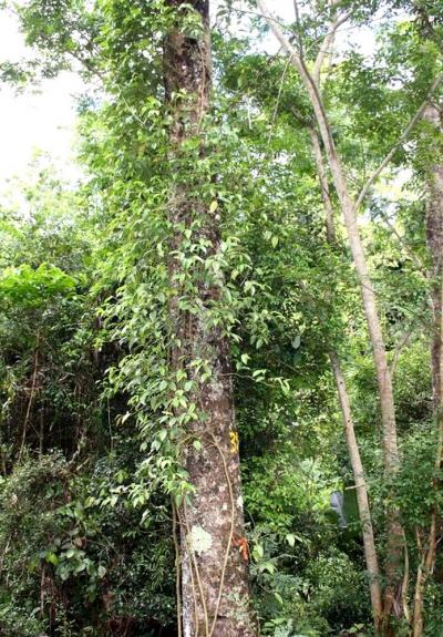 Tsiperifery is a vine that grows high up on tree trunks, which makes its peppercorns difficult to pick © FOFIFA, Harizoly Razafimandimby