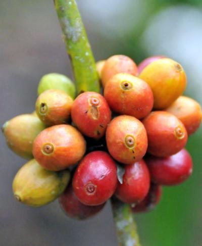 Cerises de caféiers, Coffea arabica, attaquées par le scolyte, au Costa Rica : elles présentent une perforation caractéristique située près de l’apex. © F. Ribeyre, Cirad
