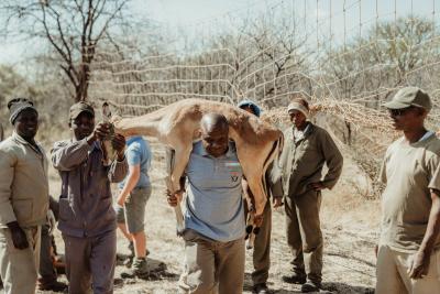 Translocation impala, kudus in Binga