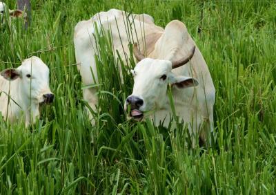 Photo 5. Avec la rotation des pâturages, les graminées fourragères gagnent en vigueur, ce qui augmente l’offre fourragère. Surtout, les feuilles deviennent plus digestes : le bétail mange plus et extrait plus de nutriments, ce qui améliore son état nutritionnel et lui permet d'obtenir de meilleures performances zootechniques, comme cette belle vache avec son veau, de la race Nelore