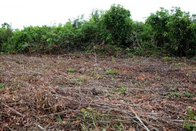 Photo 9. Pour restaurer une paririe dans cette zone dégradée typique de la région amazonienne, des technologies d'intensification écologique sont développées en collaboration avec les producteurs. Elles permettent de maintenir le sol toujours couvert et protégé du soleil et de la pluie. En se décomposant lentement, la biomasse végétale évite l'utilisation d'intrants synthétiques et favorise la germination des graminées fourragères. La restauration de la fertilité est plus rapide et économique qu’en retournant le sol, tout en évitant la pollution et le gaspillage des ressources naturelles