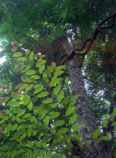 Ebony (Diospyros crassifolia), Congo. (© D. Louppe/CIRAD)