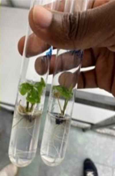 Ignames en culture in vitro, Cirad Guadeloupe. &copy; Komivi Dossa